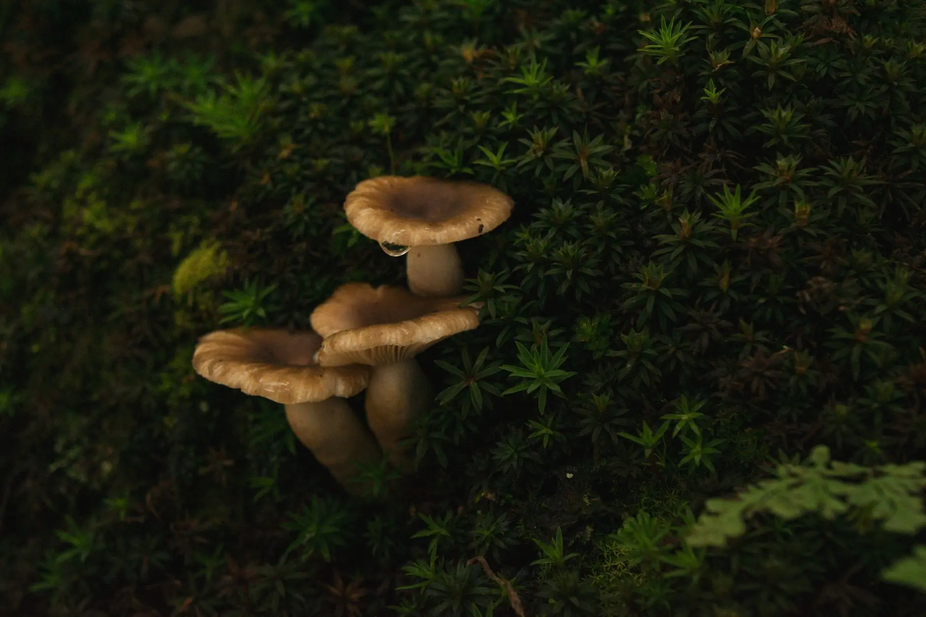 湖北辊道输送机与皮带输送机选型对比分析封面图